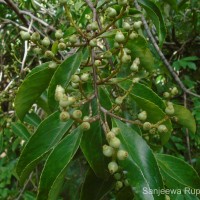 Symplocos acuminata (Blume) Miq.